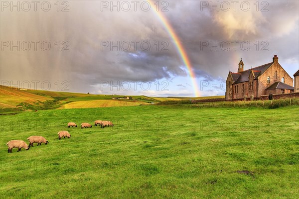 Scottish Highland Domestic sheep (Ovis gmelini aries) graze in a meadow with rainbow