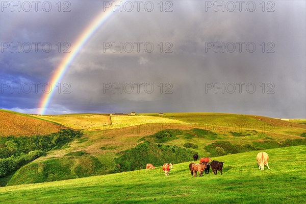 Angus cattle grazing on pasture in agricultural landscape with rainbow