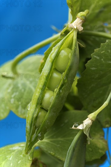 Bursting sheet of a Snow pea (Pisum sativum saccharatum)