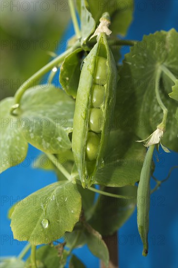 Bursting sheet of a Snow pea (Pisum sativum saccharatum)