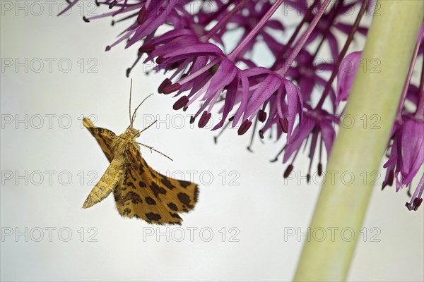 Speckled Yellow (Pseudopanthera macularia) in flight on ornamental leek (Allium)