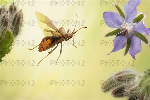 Dock bug (Coreus marginatus) in flight on flower of a Borage plant (Borago officinalis)