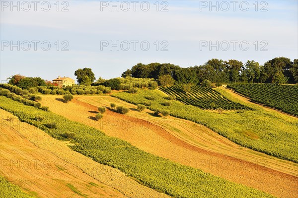 Sunflower fields and vineyards