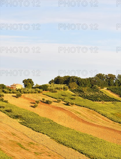 Sunflower fields and vineyards