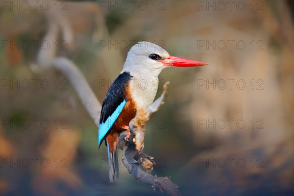 Grey-headed Kingfisher (Halcyon leucocephala)