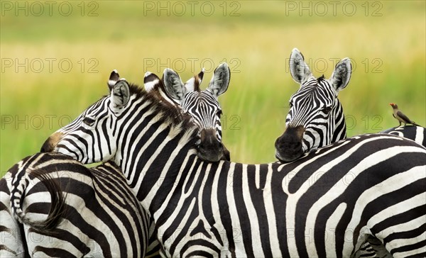 Three Plains Zebras (Equus quagga)