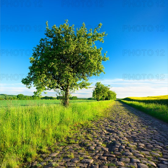 Field path with fruit trees through green fields in spring