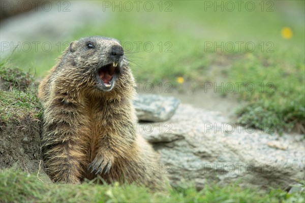 Marmot (Marmota)