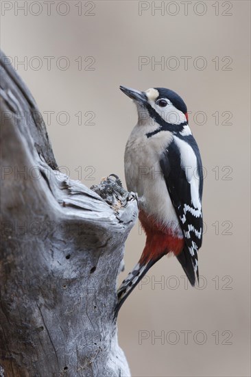 Great spotted woodpecker (Dendrocopos major)