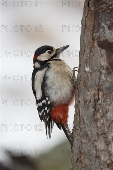 Great spotted woodpecker (Dendrocopos major)