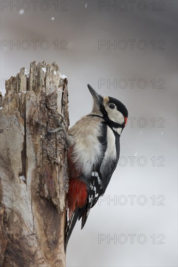 Great spotted woodpecker (Dendrocopos major)