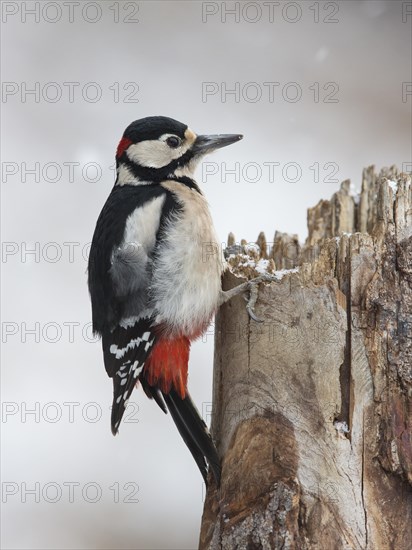 Great spotted woodpecker (Dendrocopos major)