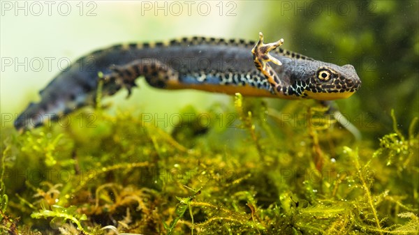 Alpine newt (Ichthyosaura alpestris) floats over aquatic plants