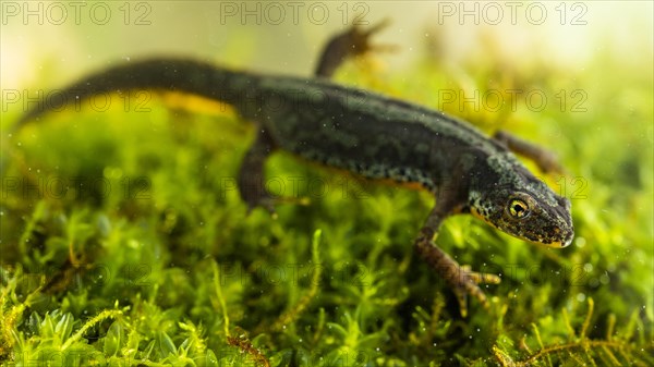 Alpine newt (Ichthyosaura alpestris) floats over aquatic plants