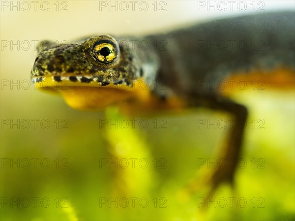 Alpine newt (Ichthyosaura alpestris) swims under water