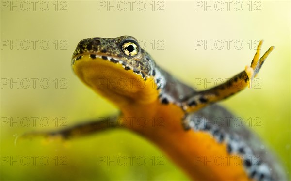 Alpine newt (Ichthyosaura alpestris) swims under water