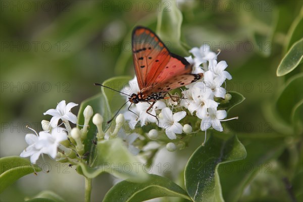 Acraea braesia (Acraea braesia)