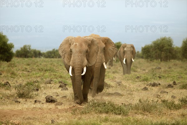 African elephants (Loxodonta africana)