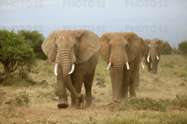 African elephants (Loxodonta africana)