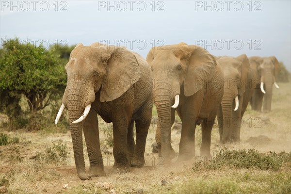 African elephants (Loxodonta africana)