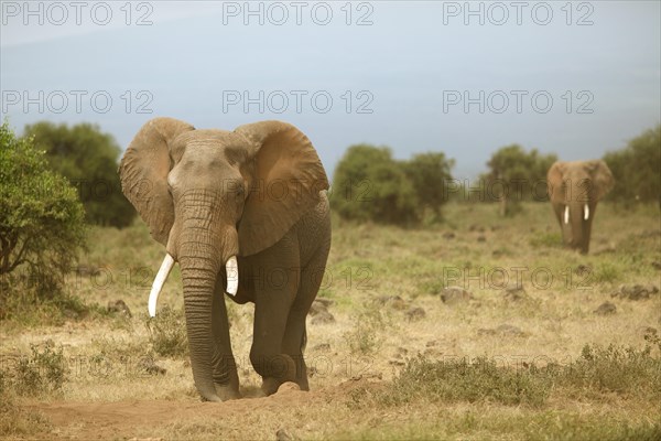 African elephants (Loxodonta africana)