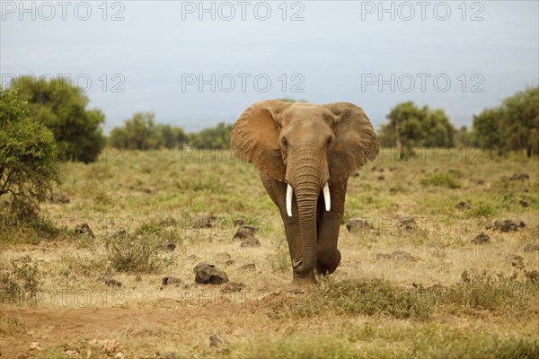 African Elephant (Loxodonta africana)