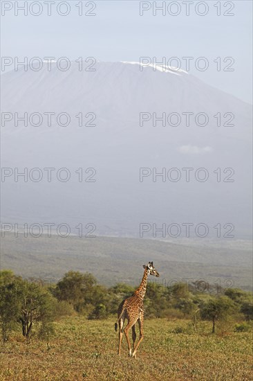 Giraffe (Giraffa camelopardalis)