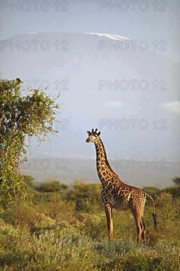 Giraffe (Giraffa camelopardalis)