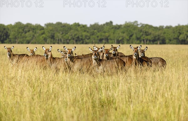 Waterbucks (Kobus ellipsiprymnus defassa)