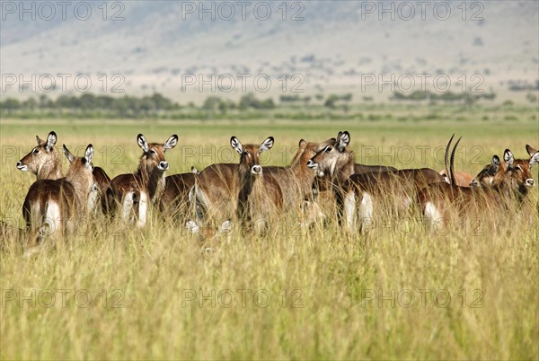 Waterbucks (Kobus ellipsiprymnus defassa)