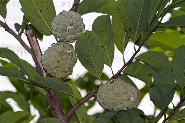 wild-sweetsop (Annona reticulata)