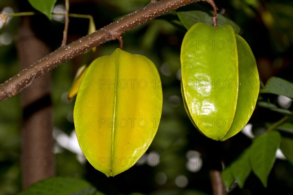 Starfruit