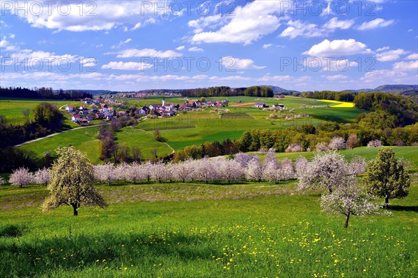 Landscape with blossoming cherry trees