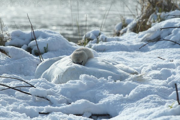 Mute Swan (Cygnus olor) on the nest in the snow