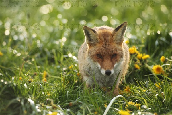 Red Fox (Vulpes vulpes) in dandelion meadow (Taraxacum officinale) Allgau