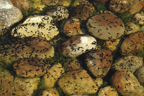 Alpine newt (Triturus alpestris) tadpoles in garden pond