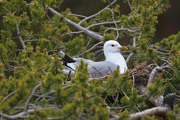 Common gull (Larus canus) sitting in nest on dwarf pine