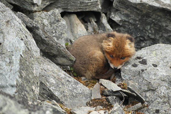 Red fox (Vulpes vulpes)