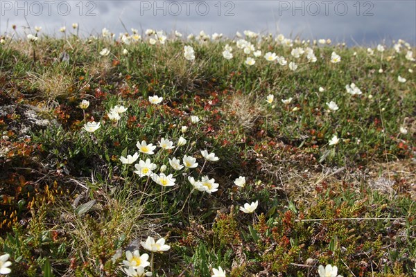 Mountain avens (Dryas octopetala)