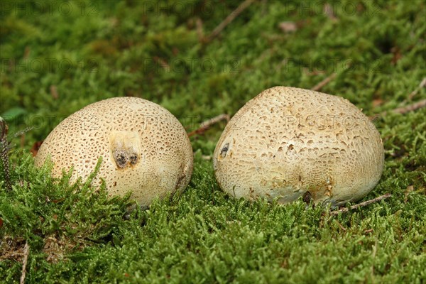 Earthball (Scleroderma citrinum)