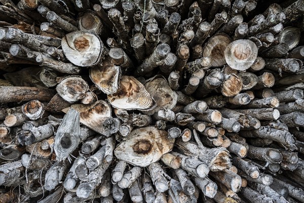Stacked firewood