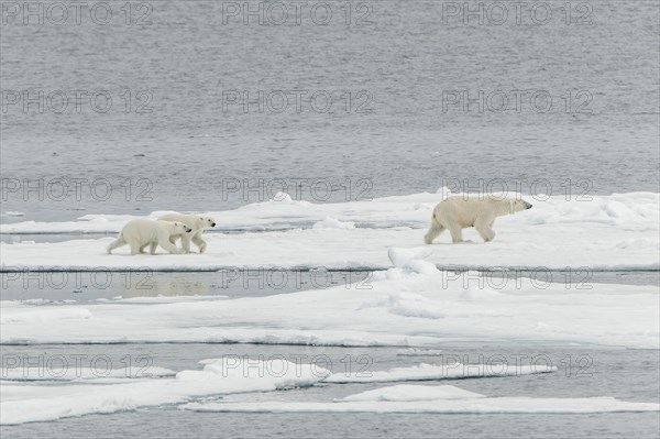 Polar bear (Ursus maritimus)