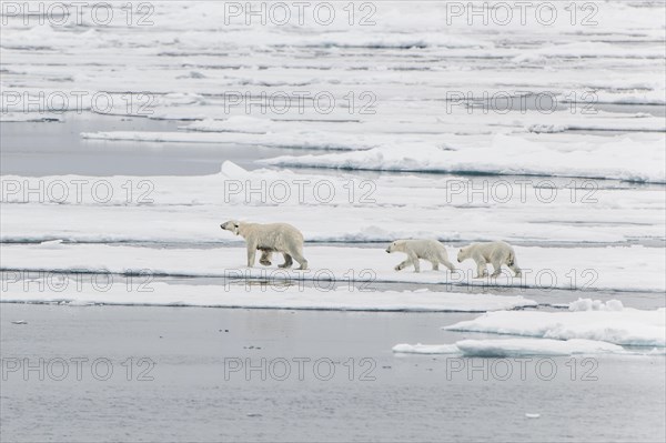 Polar bear (Ursus maritimus)