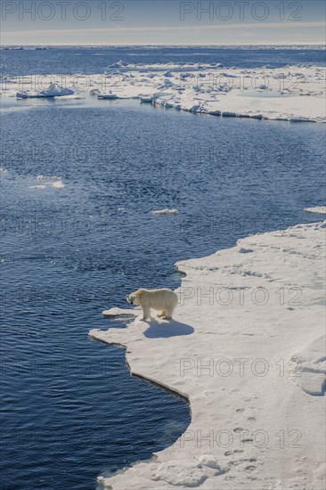 Polar bear (Ursus maritimus)