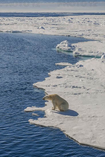 Polar bear (Ursus maritimus)