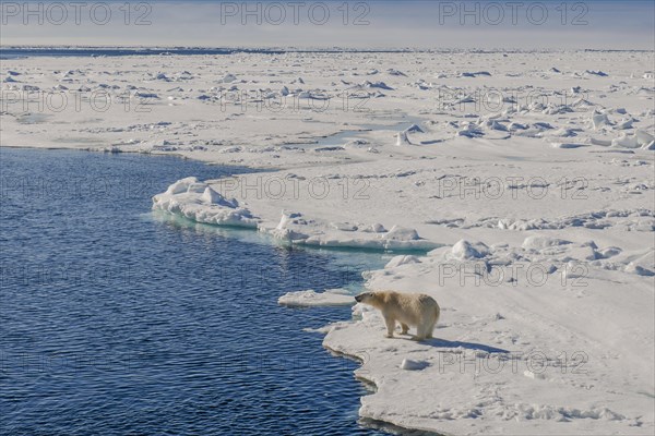 Polar bear (Ursus maritimus)