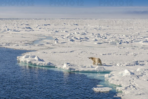 Polar bear (Ursus maritimus)