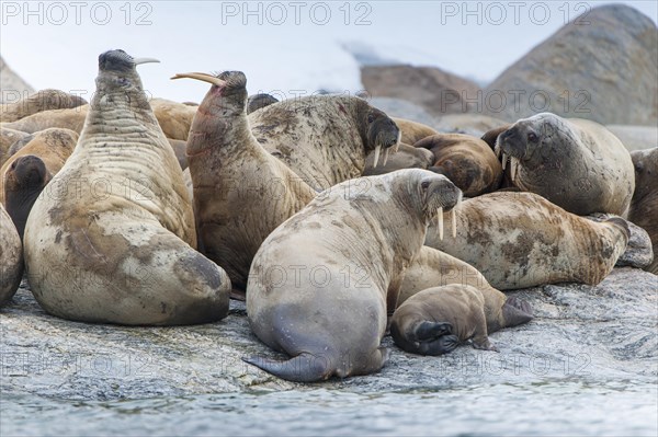 Walruses (Odobenus rosmarus)