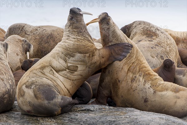 Two walruses (Odobenus rosmarus)