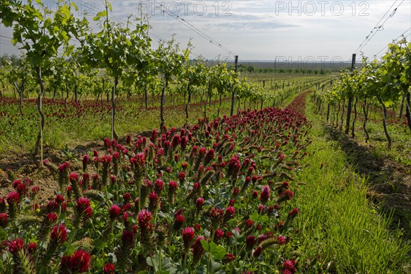 Vineyard